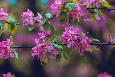 Blooming apple tree close-up Stock Photos