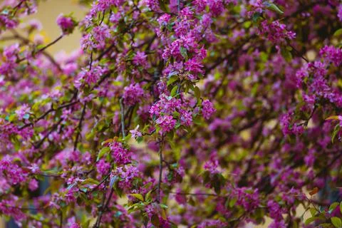 Blooming apple tree close-up Stock Photos