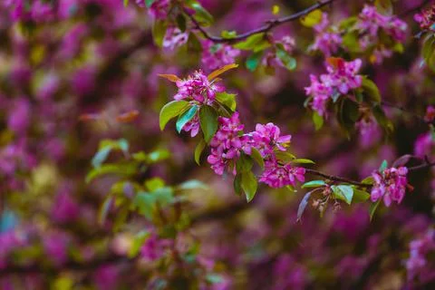 Blooming apple tree close-up Stock Photos