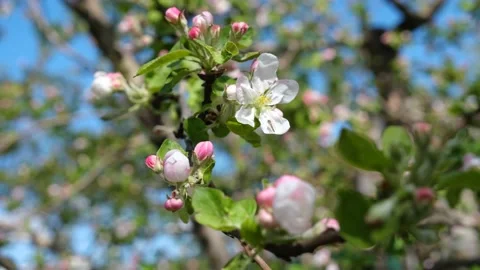 Blooming apple tree close-up. Pinkish blossom of an apple tree. Spring flowering Stock Footage 194342018