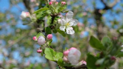 Blooming apple tree close-up. Pinkish blossom of an apple tree. Spring flowering Stock Footage 195358674