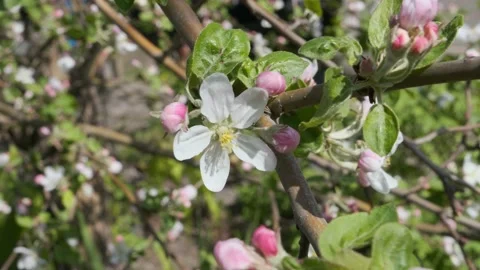 Blooming apple tree close-up. Pinkish blossom of an apple tree. Spring flowering Stock Footage 196694207