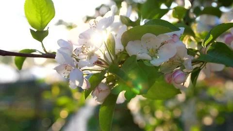 Blooming Apple tree close up. Pollination of inflorescences by bees Stock Footage 131031660