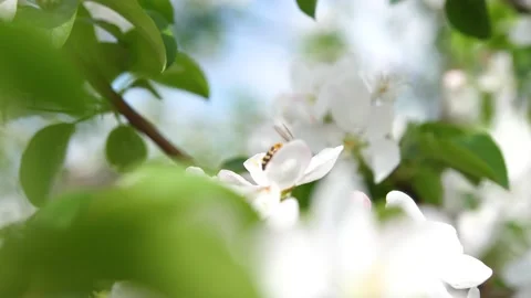 Blooming Apple tree close up. Pollination of inflorescences by bees Video stock 131984791