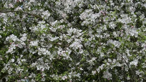 Blooming apple tree crown, background Stock Footage 138500647