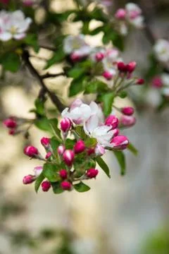 Blooming Apple tree with delicate rose petals on a clear Sunny day Stock Photos