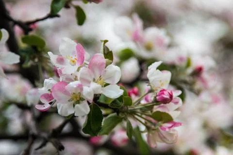 Blooming Apple tree with delicate rose petals on a clear Sunny day Stock Photos