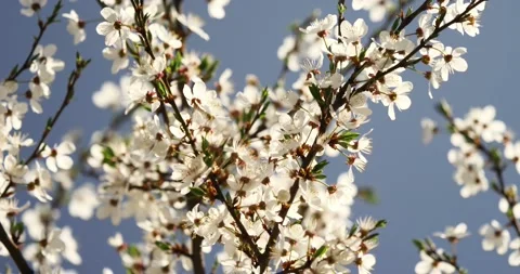 Blooming apple tree on early spring Stock Footage 89446446