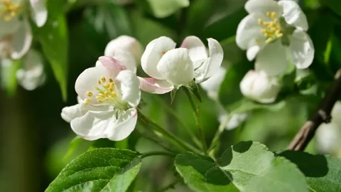 Blooming apple tree in early spring. Stock-Footage 160217575
