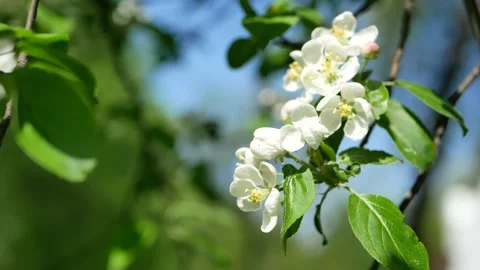 Blooming apple tree in early spring. Stock Footage 160217683