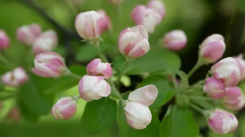 Blooming apple tree in early spring. Stock Footage 160217686