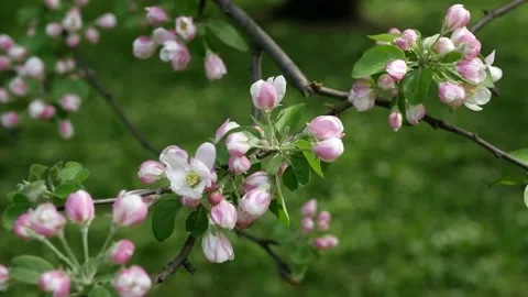 Blooming apple tree in early spring. Stock Footage 160217763