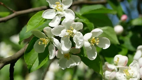 Blooming apple tree in early spring. Stock Footage 160217833