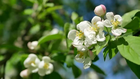Blooming apple tree in early spring. Video stock 160217872