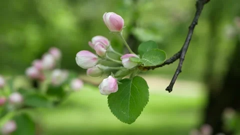 Blooming apple tree in early spring. Stock Footage 160217960