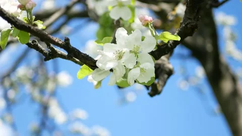 Blooming apple tree in early spring. Stockbeeldmateriaal 166962081