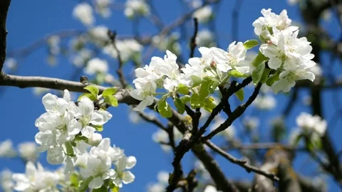 Blooming apple tree in early spring. Stock Footage 166962218