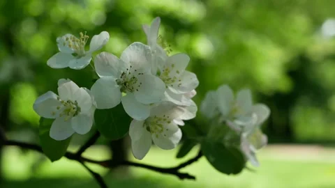 Blooming apple tree in early spring. Stock Footage 166962443