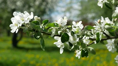 Blooming apple tree in early spring. Stock Footage 166962468