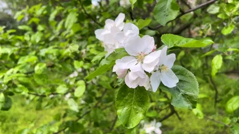 Blooming apple tree in early spring. White flowers on fruit trees in an orchard Stock Footage 243847206