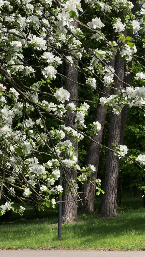Blooming apple tree with falling petals. Vertical video Stock Footage 274650960