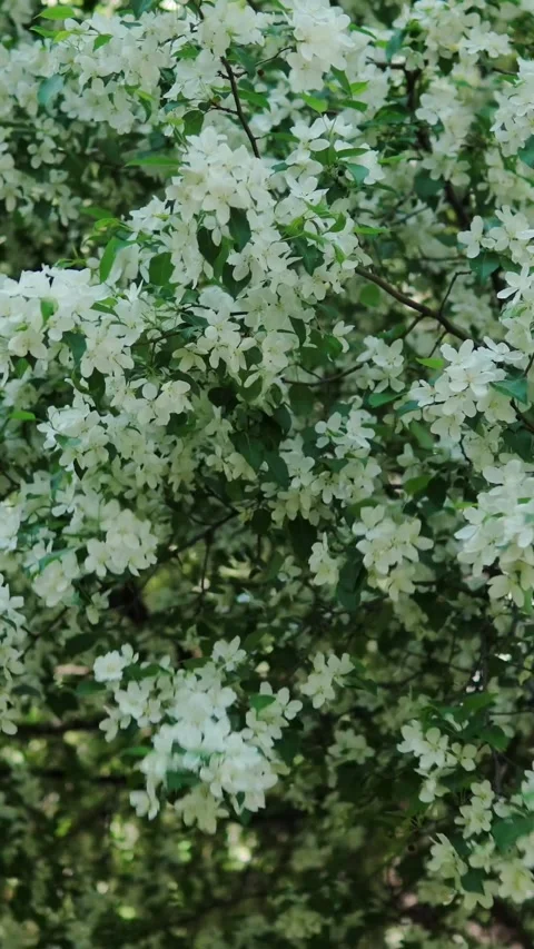 Blooming apple tree filled with white flowers swaying gently during sunny spring Stock Footage 348026518