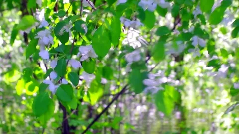 Blooming apple tree in a flooded forest Stock Footage 76872765