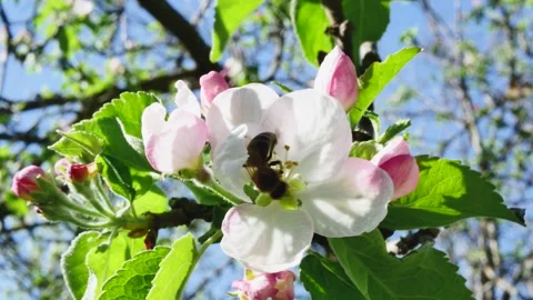 A blooming apple tree flower with a bee swaying in the wind against the sky 스톡 동영상 271531628