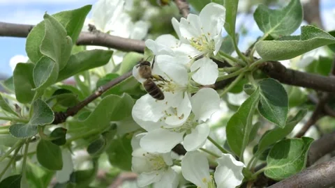 Blooming apple tree flowers. A bee collects nectar from white flowers of an a Stock-Footage 199111451