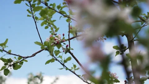 Blooming Apple Tree Flowers With Bees Collecting Pollen Spring Footage Stock Footage 335266546