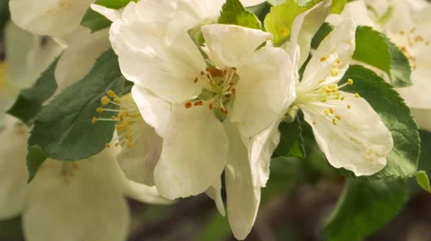 Blooming apple tree flowers 動画素材 49328319