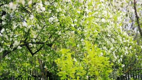 Blooming apple tree flowers Stock Footage 160109107