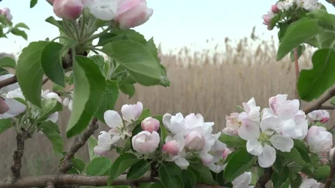 Blooming apple tree flowers Stock Footage 160856674
