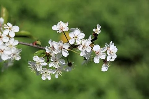 Blooming apple tree flowers Stock Photos