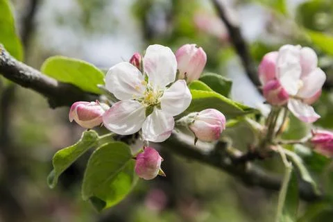 Blooming apple tree flowers. Selective focus Stock-Fotos