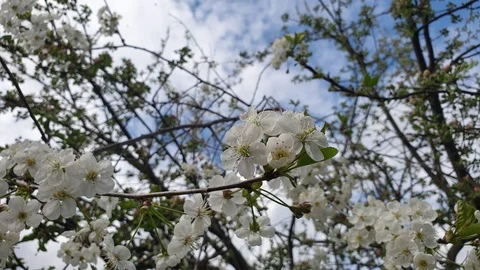 Blooming apple tree flowers in slow motion in the closeup Stock Footage 107912305