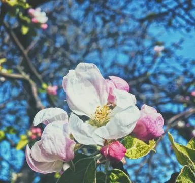 Blooming apple tree flowers in spring as floral background Stock Photos
