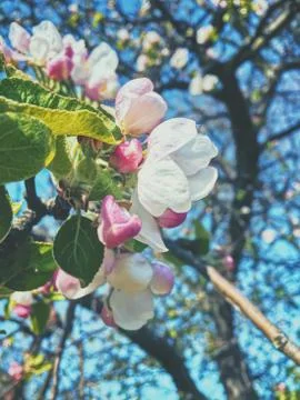 Blooming apple tree flowers in spring as floral background Stock Photos