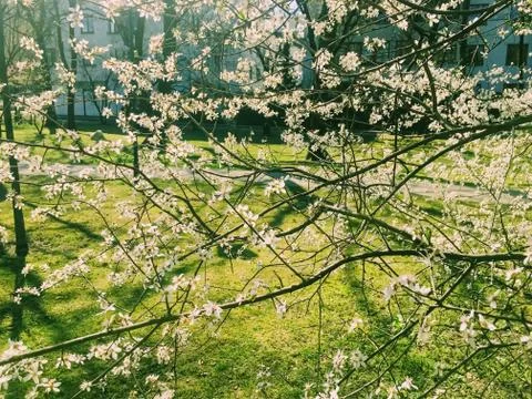 Blooming apple tree flowers in spring as floral background Stock Photos