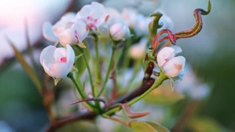 A blooming apple tree flowers swaying in the wind on a blurred background Stock Footage 340325182