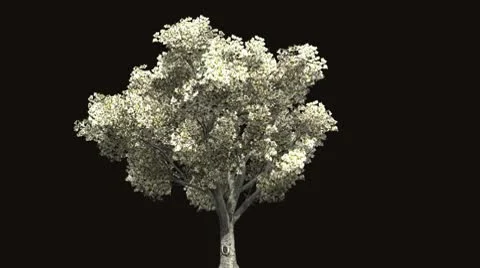 Blooming apple tree 스톡 동영상 10775298