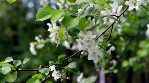 Blooming apple tree Stock Footage 10953149