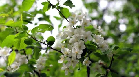 Blooming apple tree Stock Footage 10953205