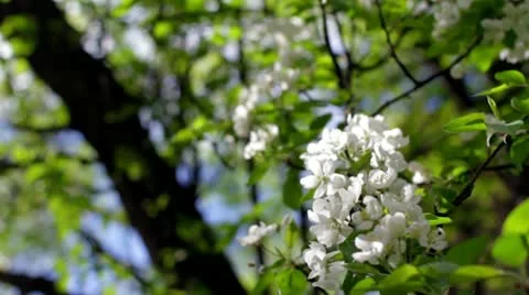 Blooming apple tree Stock Footage 10953277