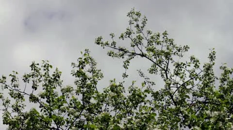 Blooming apple tree Stock Footage 10953553