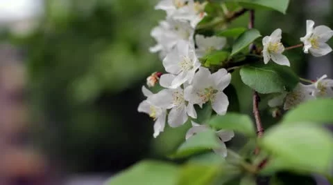 Blooming apple tree Stock Footage 10953568