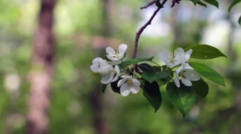 Blooming apple tree Stock Footage 10953582
