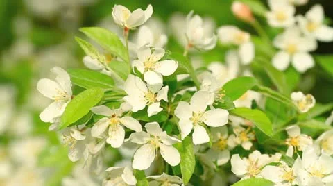 Blooming apple tree. Stock Footage 11135476