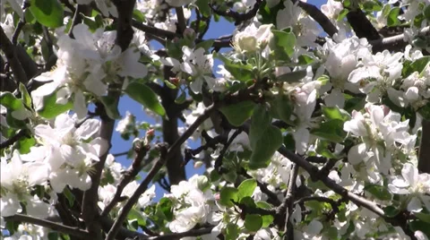 Blooming apple tree 스톡 동영상 29648466