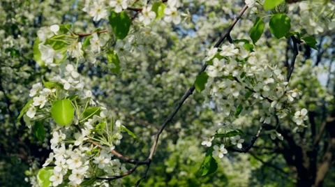 Blooming apple tree Stock Footage 38038176